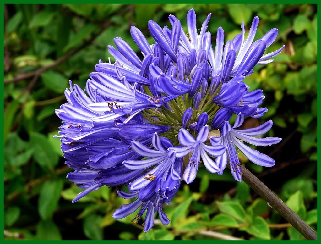 Agapanthus