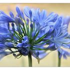 AGAPANTHUS