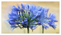 AGAPANTHUS