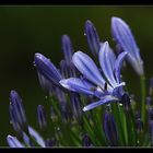 Agapanthus...