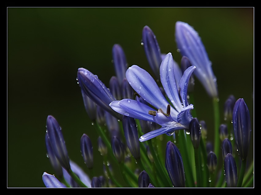 Agapanthus...