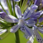 Agapanthus