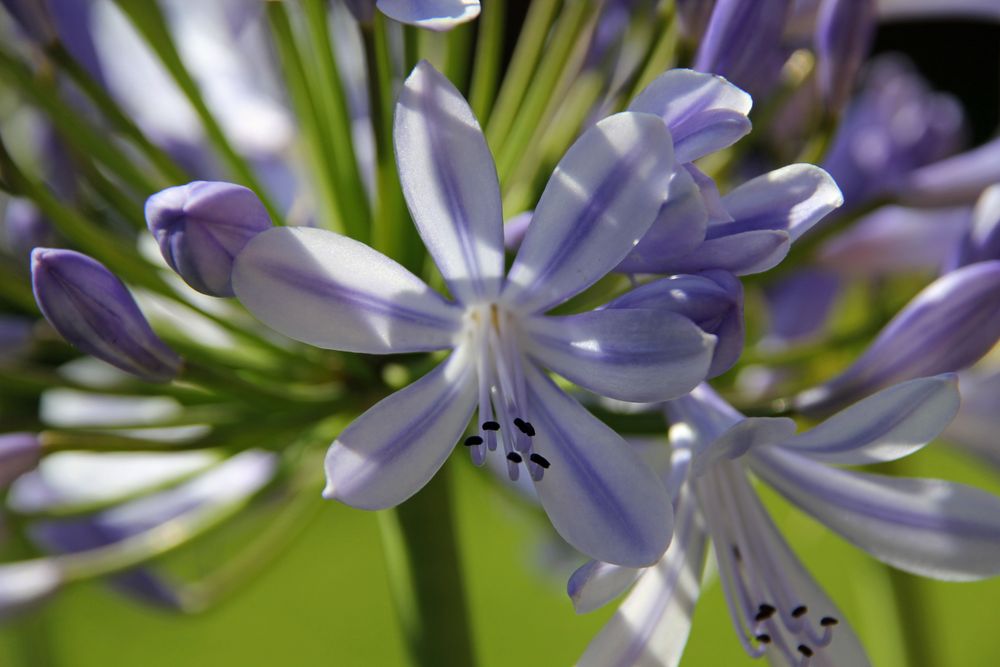 Agapanthus Foto & Bild pflanzen, pilze & flechten, blüten
