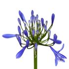 Agapanthus