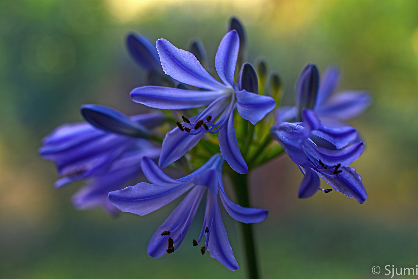 Agapanthus