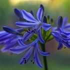 Agapanthus