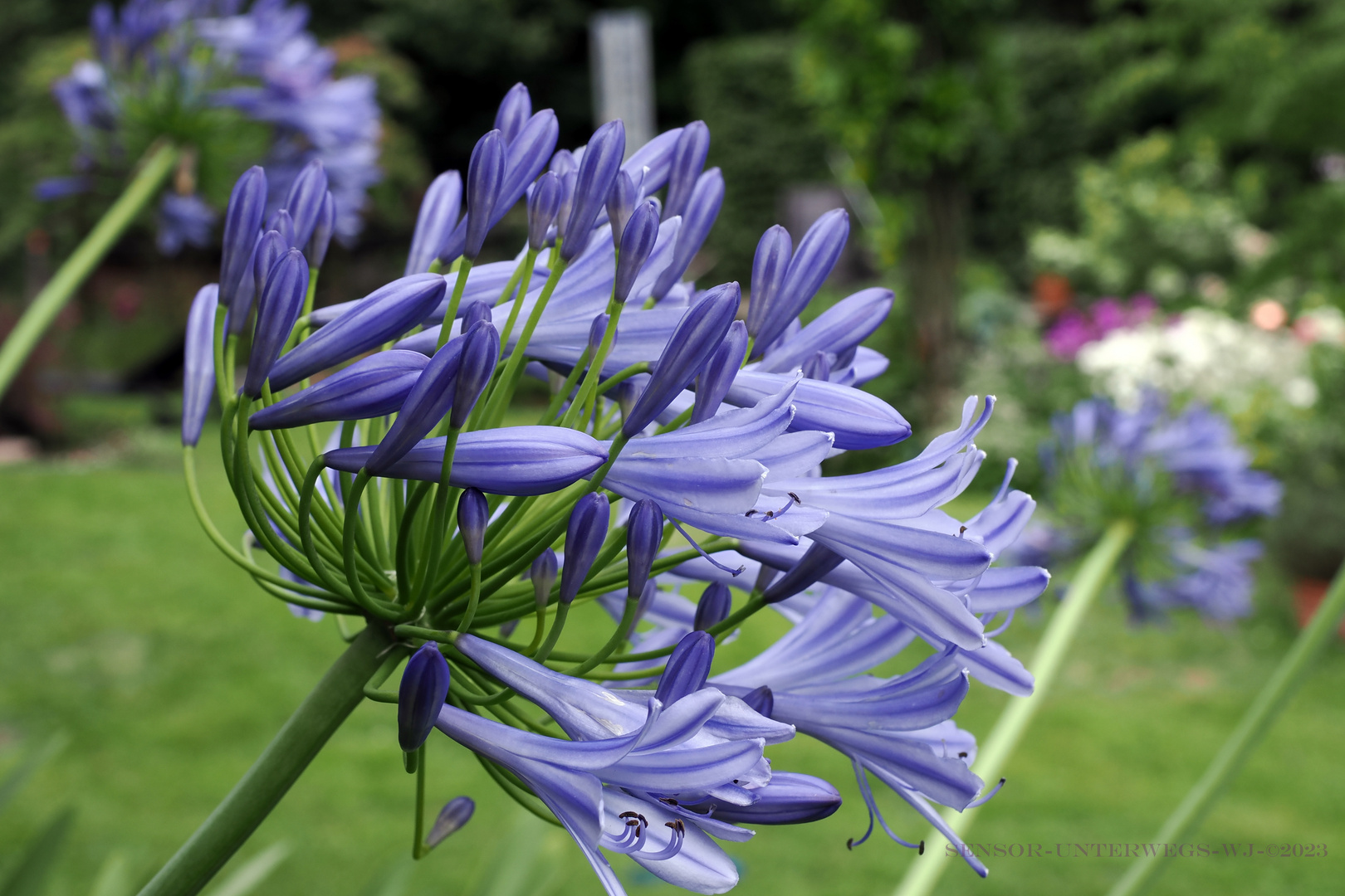 Agapanthus