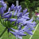 Agapanthus