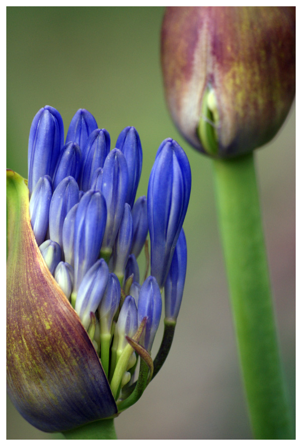 Agapanthus