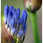 Agapanthus