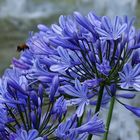 Agapanthus 