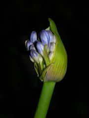 Agapanthus