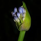 Agapanthus