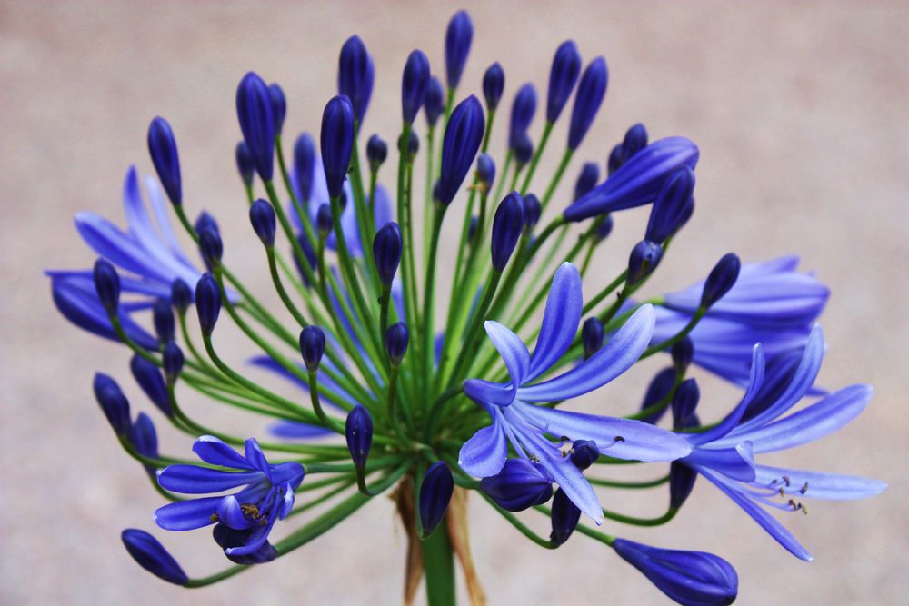 Agapanthus africanus Foto & Bild pflanzen, pilze & flechten, blüten