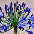 Agapanthus africanus