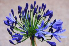 Agapanthus africanus