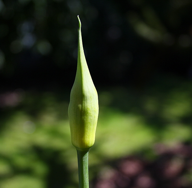 Agapanthus Africanus 1