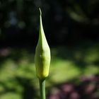 Agapanthus Africanus 1