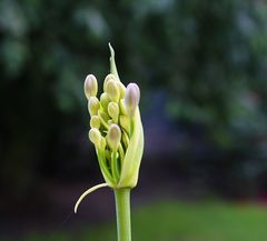 Agapanthus Africanus 2