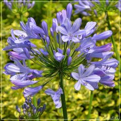 Agapanthus africanus