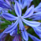 Agapanthus africanus