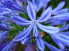 Agapanthus africanus