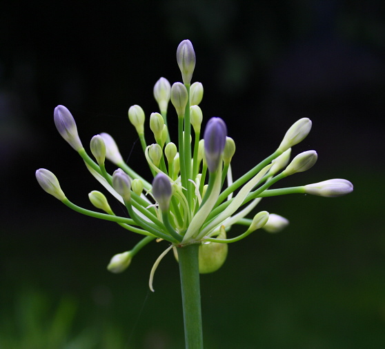 Agapanthus Africanus 3