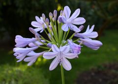 Agapanthus Africanus 4