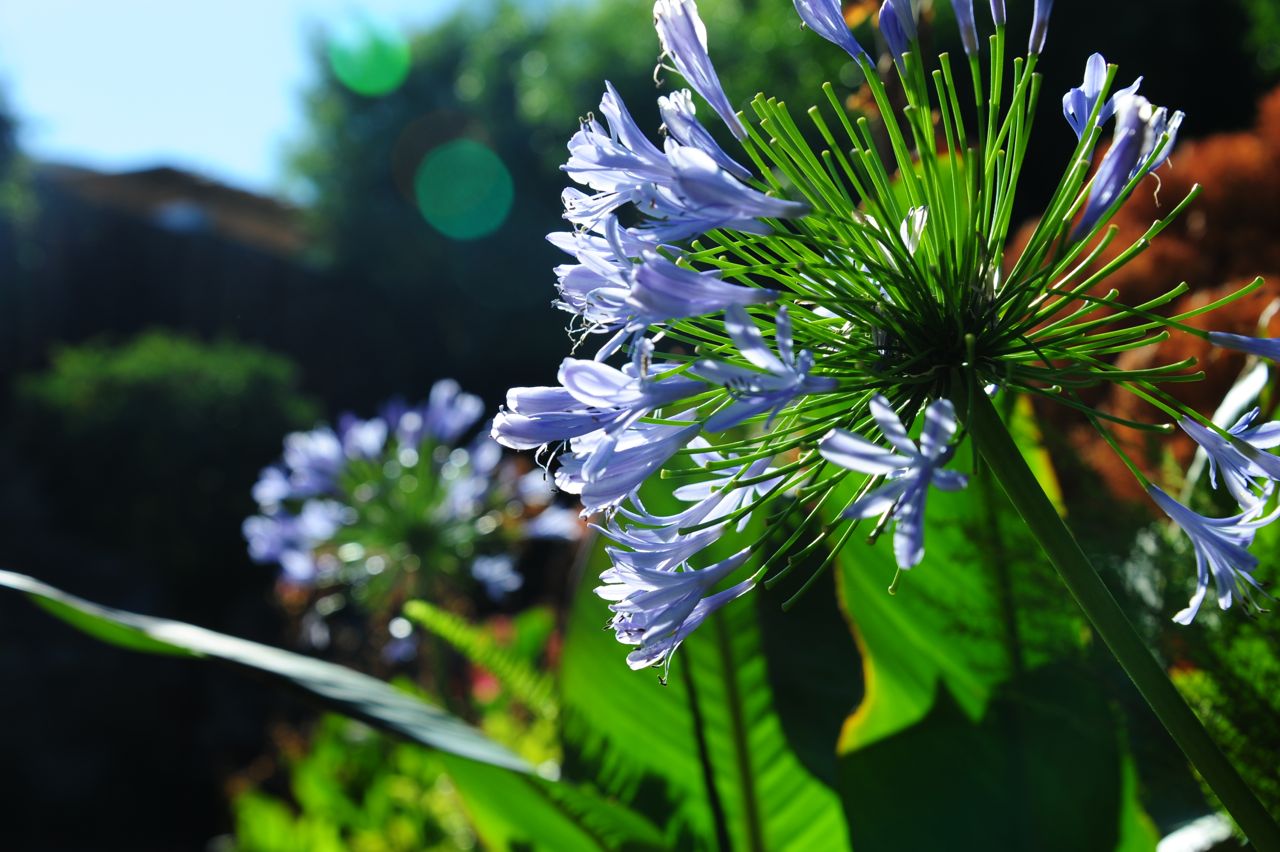 Agapanthus africanus