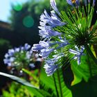 Agapanthus africanus