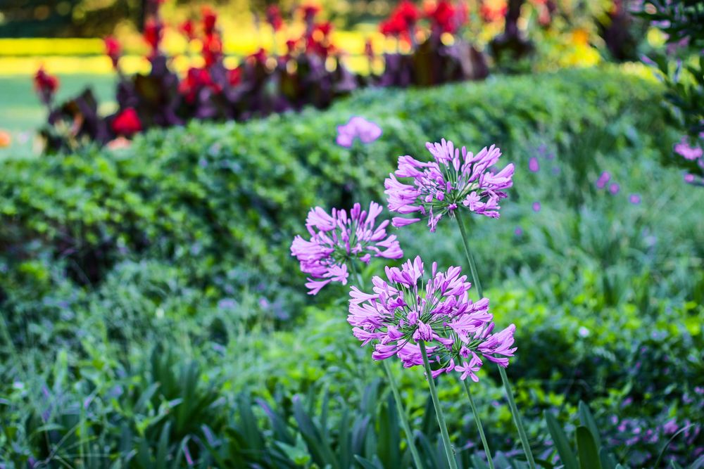 Agapanthus africanus