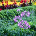 Agapanthus africanus