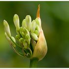 Agapanthus africanus Alba