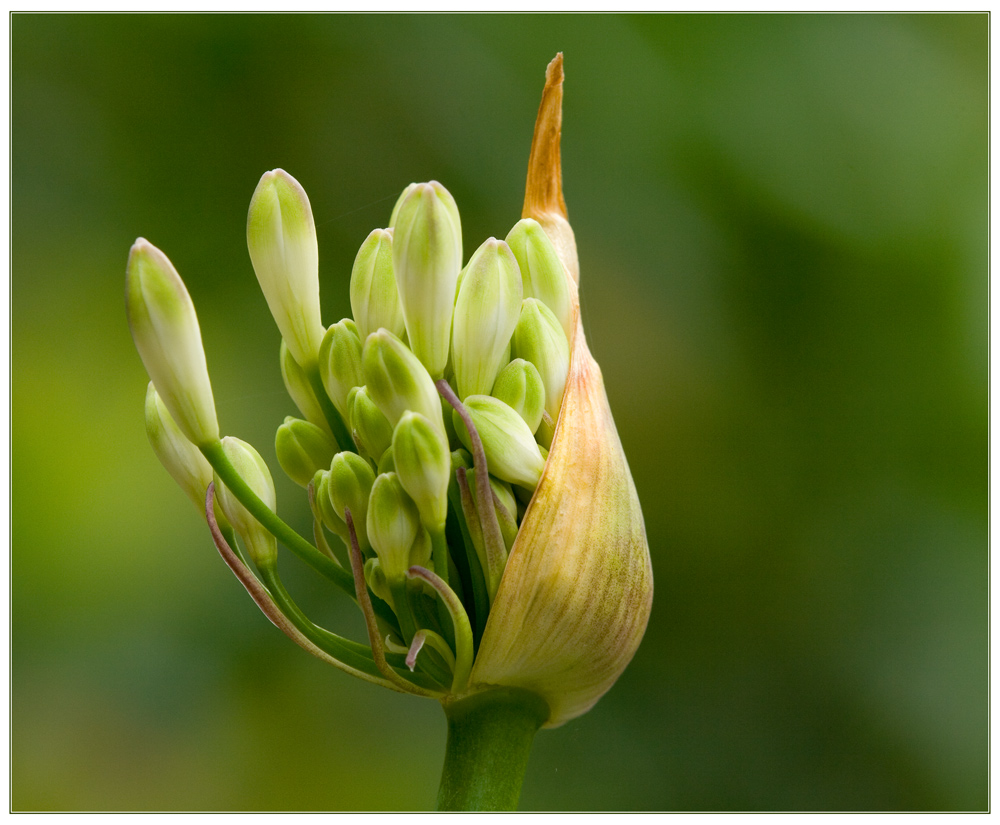 Agapanthus africanus Alba