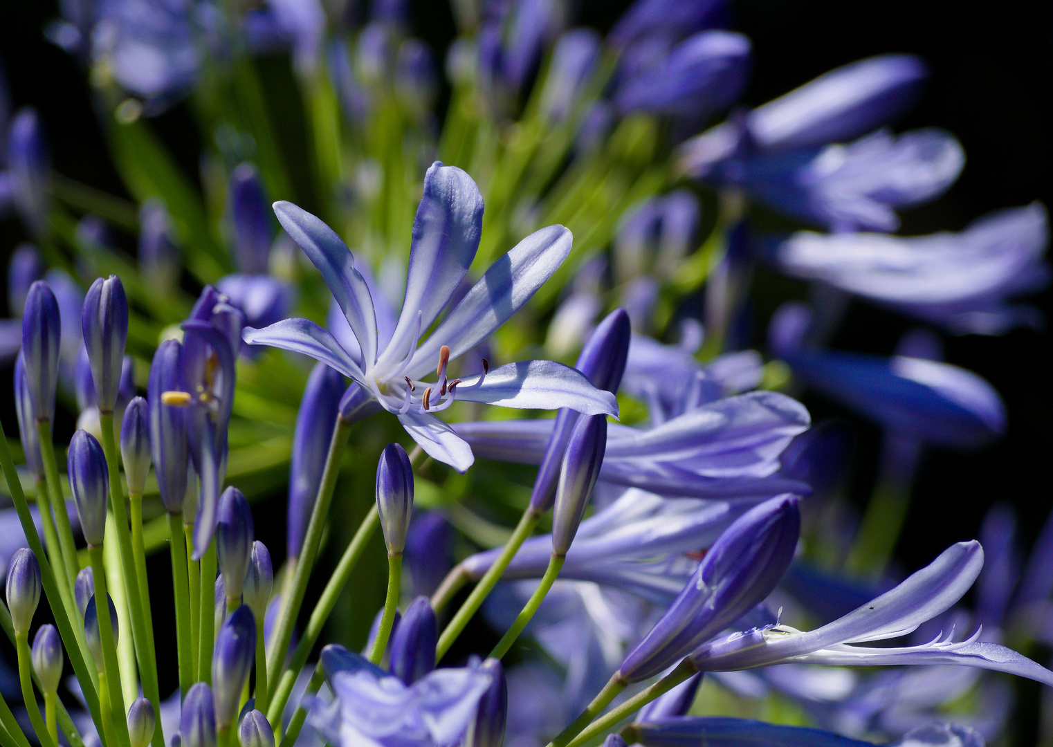 Agapanthus africanus