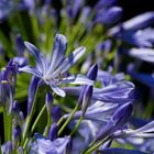 Agapanthus africanus