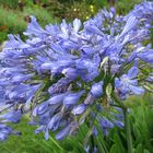 Agapanthus africanus (Schmucklilie)