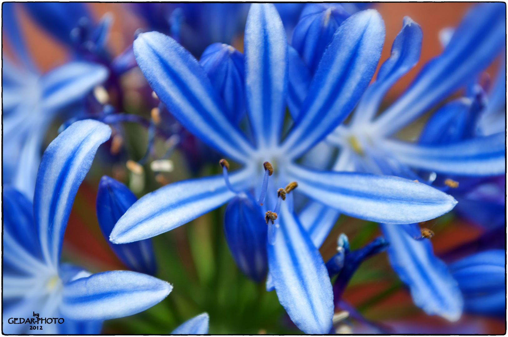 Agapanthus - africanus (Schmucklilie)