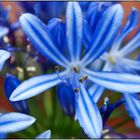 Agapanthus - africanus (Schmucklilie)