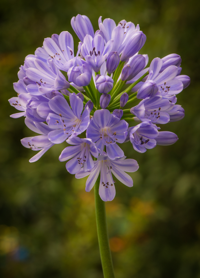 Agapanthus Africanus - Schmucklilie