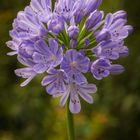 Agapanthus Africanus - Schmucklilie