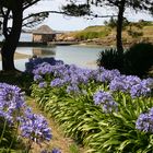 Agapanthus auf der Insel Bréhat (Bretagne)