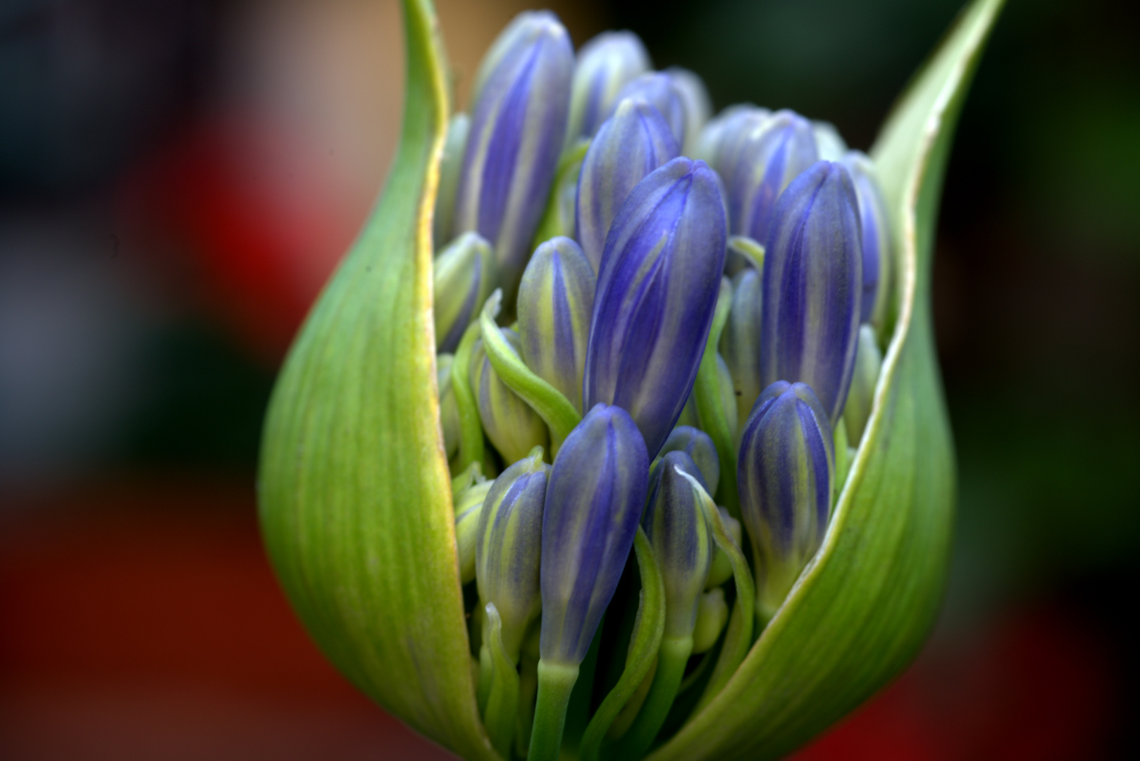 Agapanthus, aufbrechende Blütenknospe