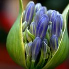 Agapanthus, aufbrechende Blütenknospe