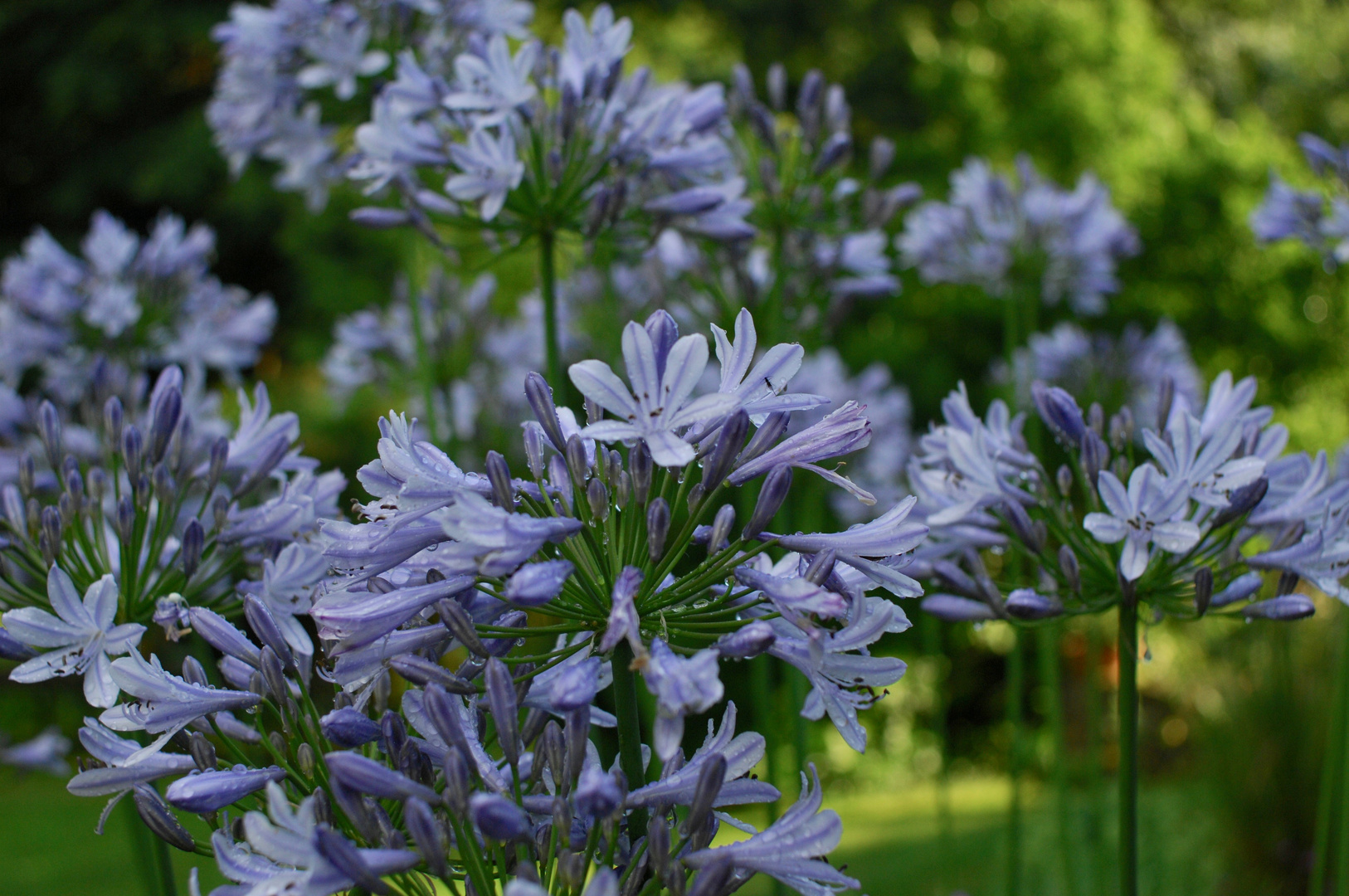 Agapanthus Foto & Bild pflanzen, pilze & flechten, blüten