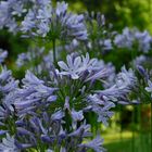 Agapanthus