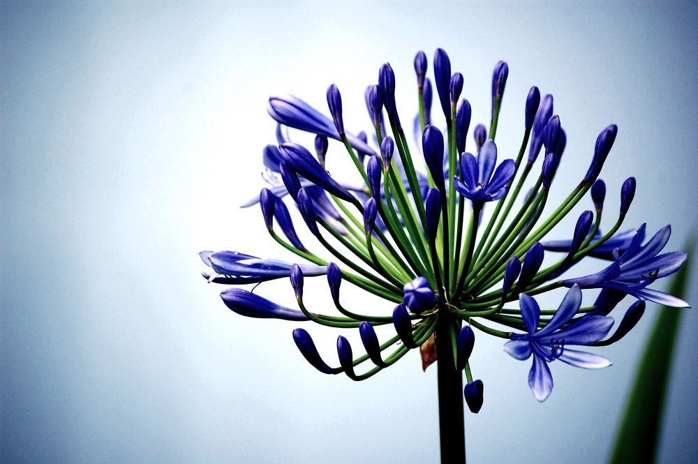 Agapanthus von Monika Lütgehaus 