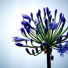 Agapanthus