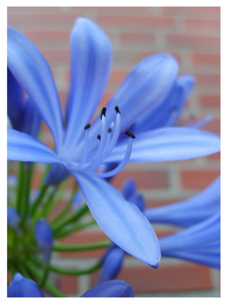 Agapanthus