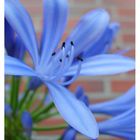 Agapanthus